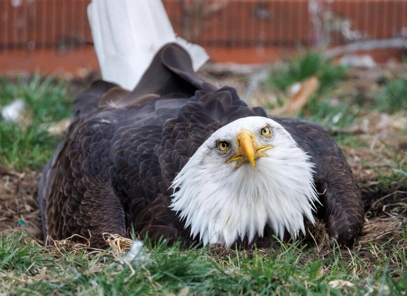 Тот самый орлан. Photo: World Bird Sanctuary