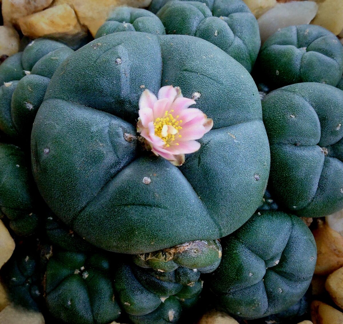 Срок за мескалиновые кактусы сорта Лофофора Уильямса(Lophophora  williamsii), дали пенсионеру из Москвы. | VUSI channel ✓ | Дзен