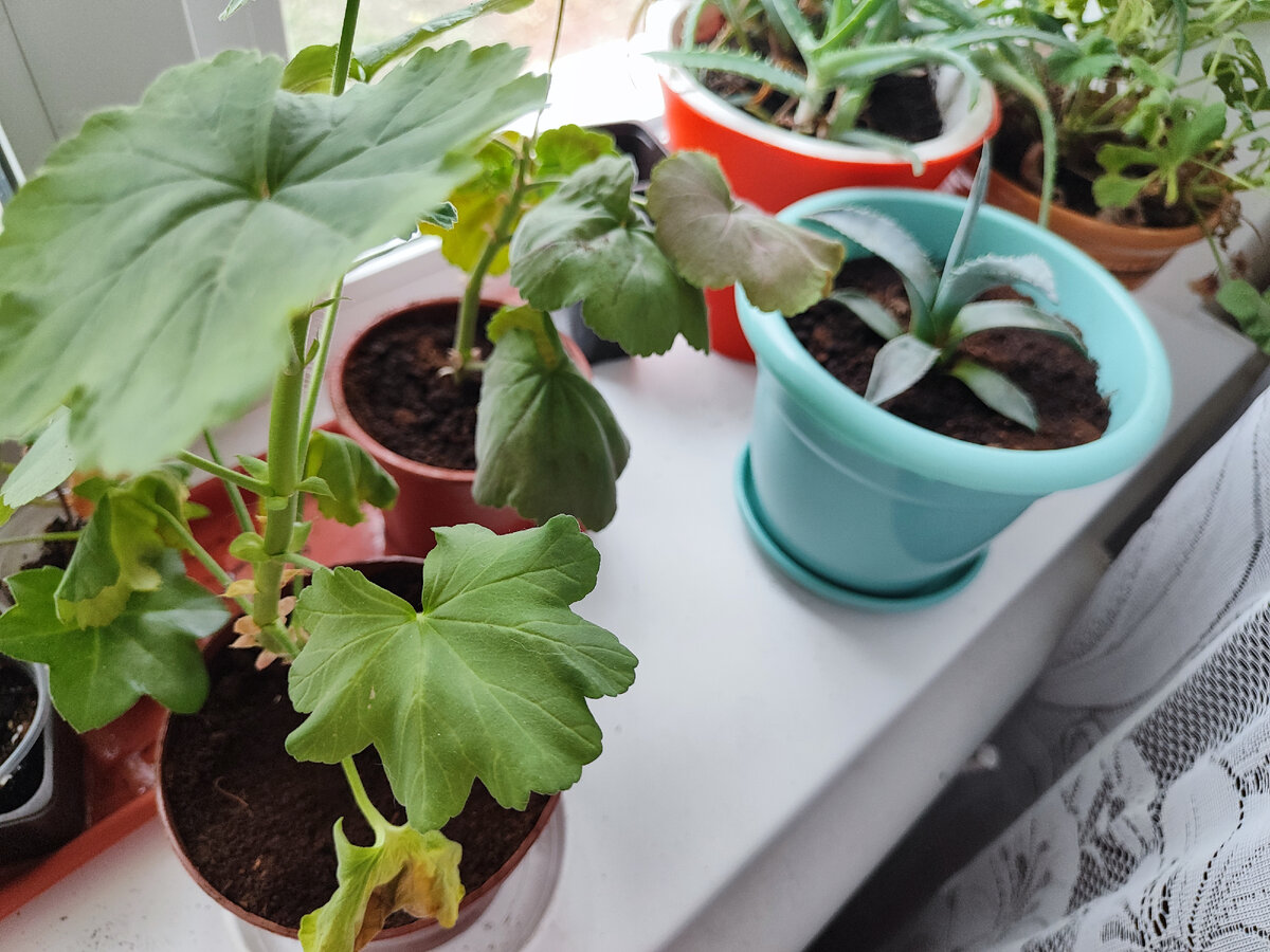 две пеларгонии слева после пересадки и агава после пересадки