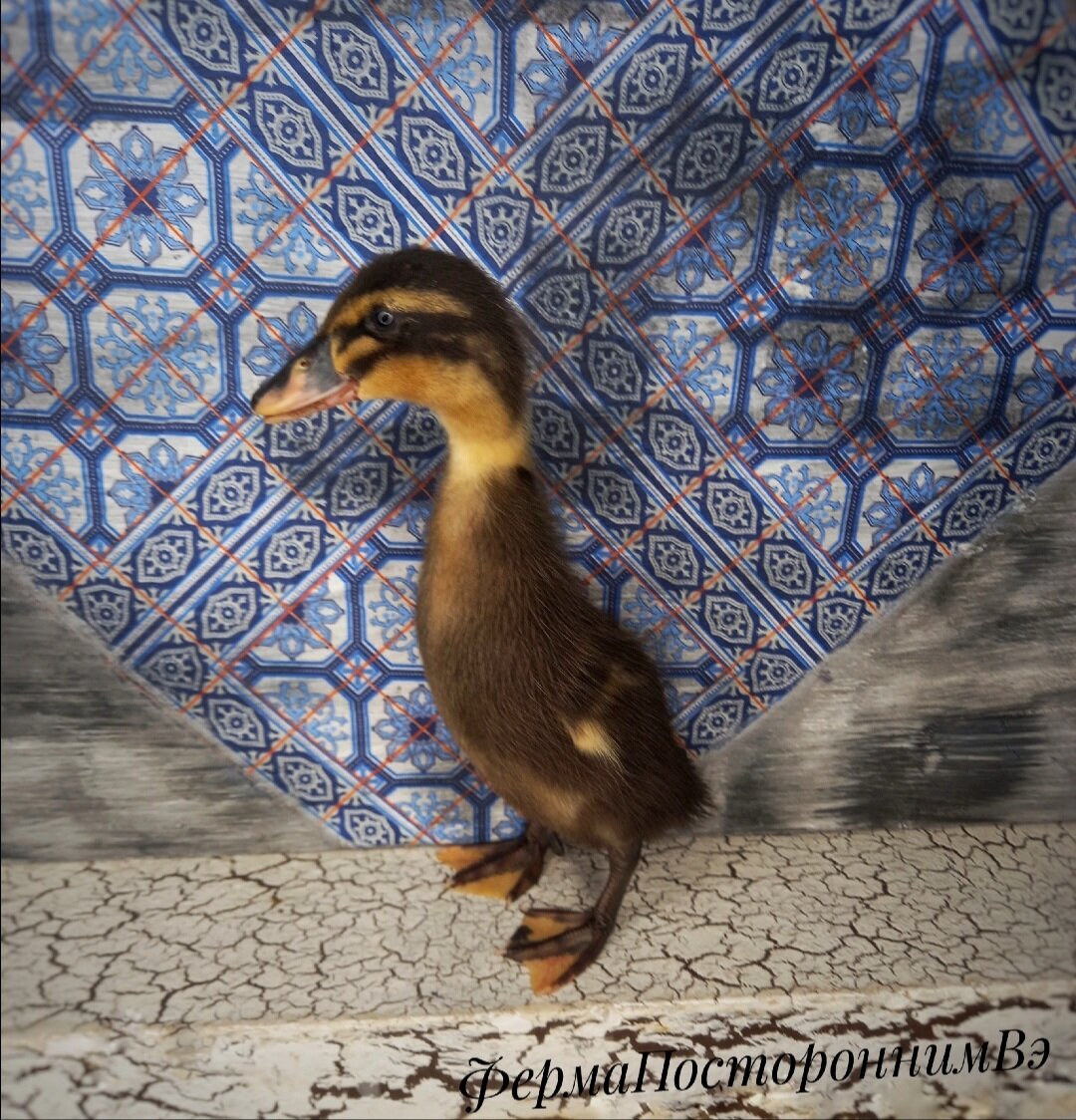 Утята Индийский бегунок из #фермапостороннимвэ