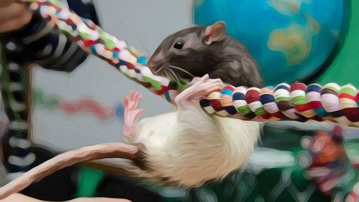 Один из трюков, который легко осваивают крыски