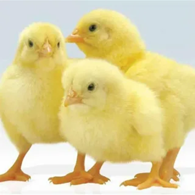 Состав: пшеница, кукуруза, соя термообработанная, шрот соевый, шрот подсолнечный, белковый концентрат, мука известняковая, аминокислоты (лизин, метионин), фосфаты, органический витаминно-минеральный премикс, антиоксидант.