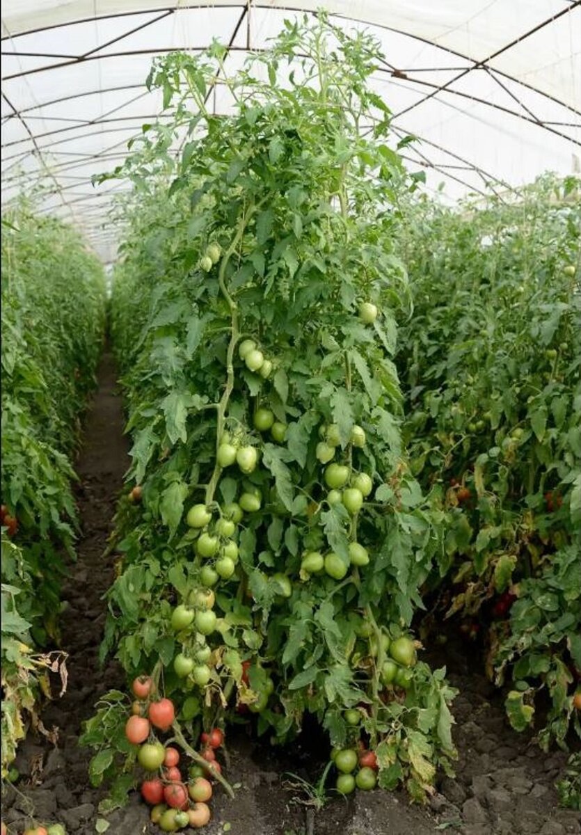 Индетерминантный томат Петр F1. Семена Маркет