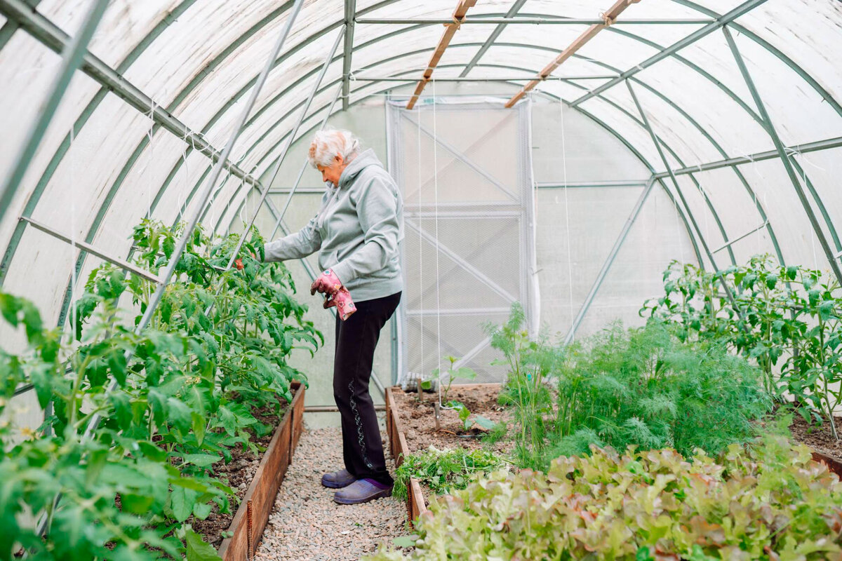 Арочная теплица из V-образного профиля