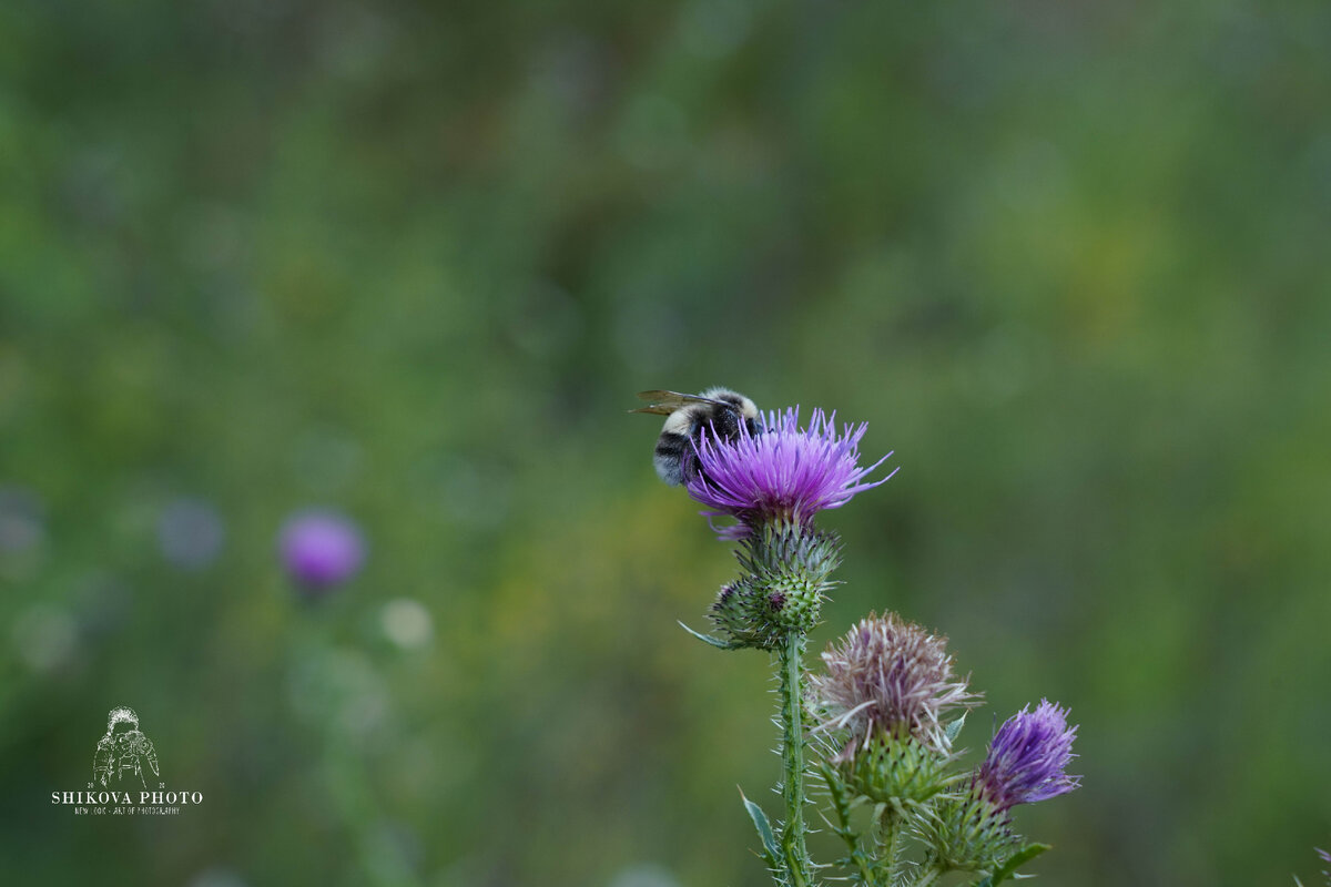 Фотограф Жена Шикова Татьяна