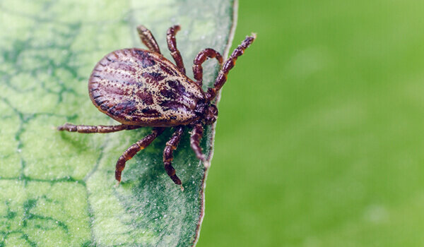 Взрослый клещ – 3-5 мм, фото Яндекс