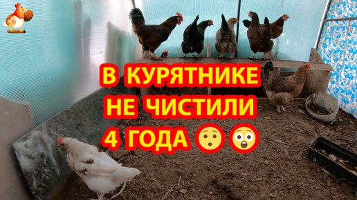 Курятник из поликарбоната: преимущества и недостатки + правила создания