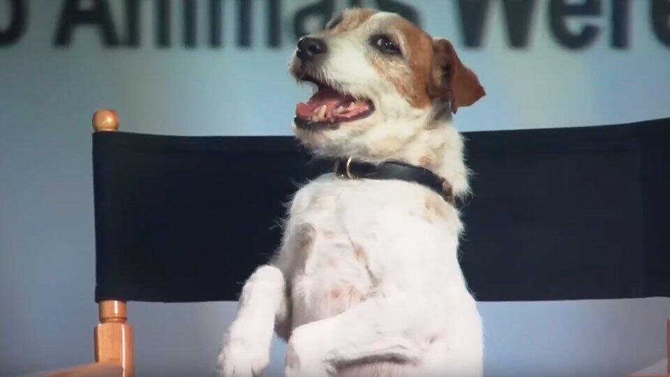 Фото: © Скриншот видео