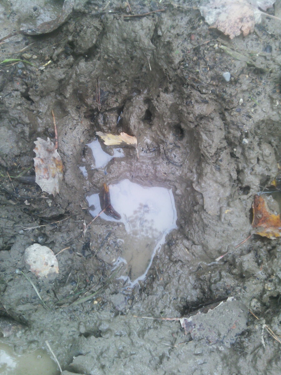 Свежий медвежий след. 