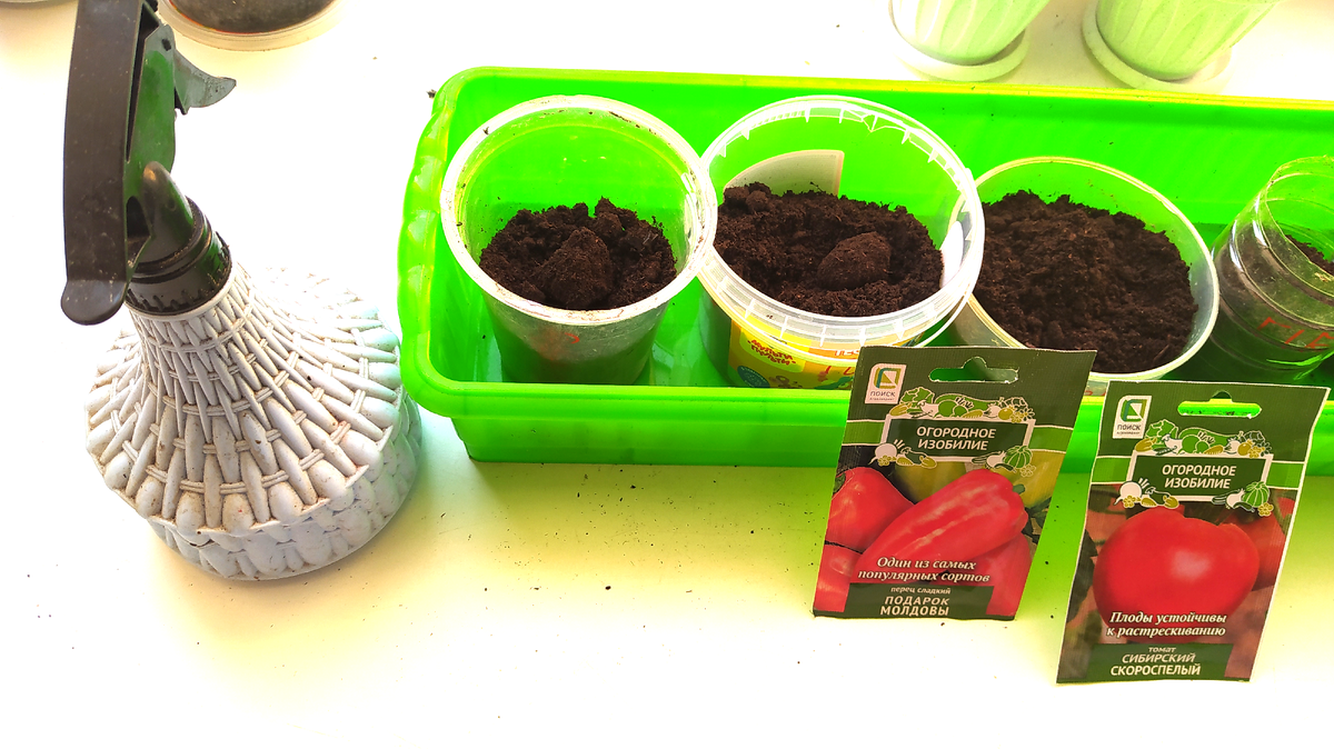 Огород на окне | Семена | посев семян | Томаты | Перец 