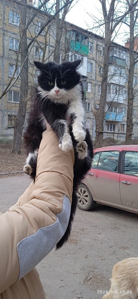  Уважаемые Друзья и подписчики, у пятерых бездомышей Донецка и Мариуполя появился шанс стать домашними и любимыми на большой земле.