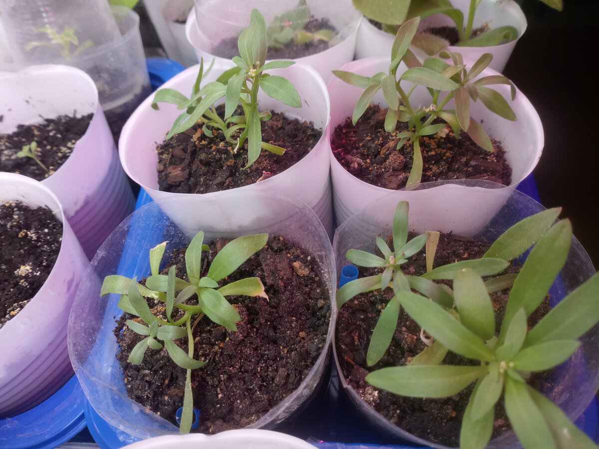 Черенки алиссума. Посажены во второй декаде февраля, укоренились на третьей декаде марта.