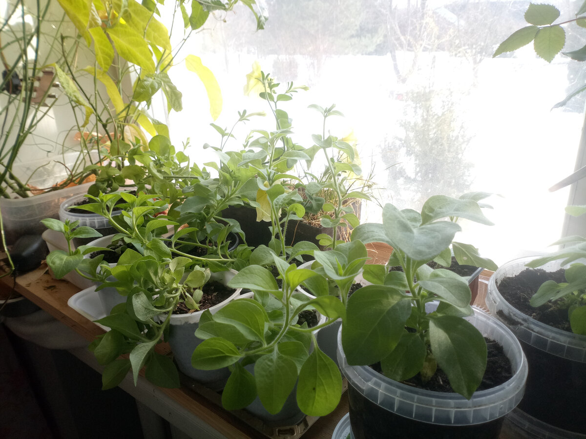 Все петунии на фото выращены черенкованием