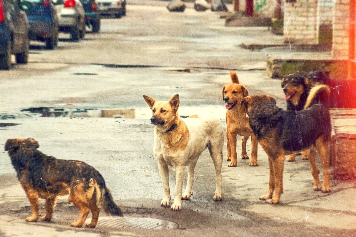 🐕 Что делать, если на вас напала бездоманая собака? | Юридическая служба |  Дзен