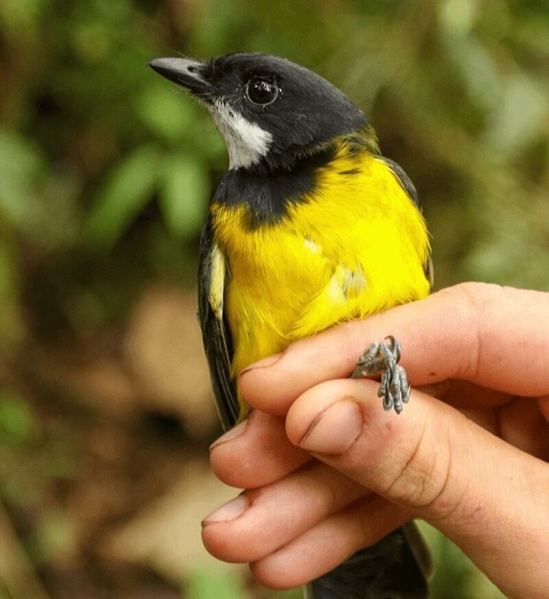 Фото: Ian Shriner Pachycephala schlegelii