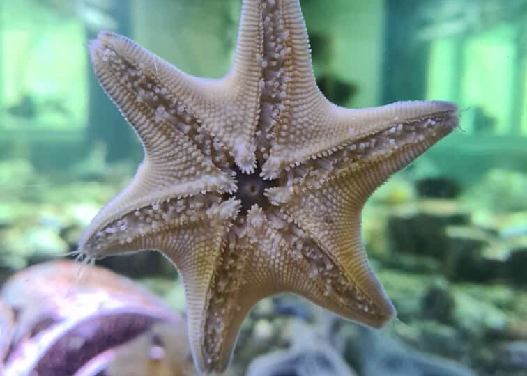 Морская звезда- открытие ученых!