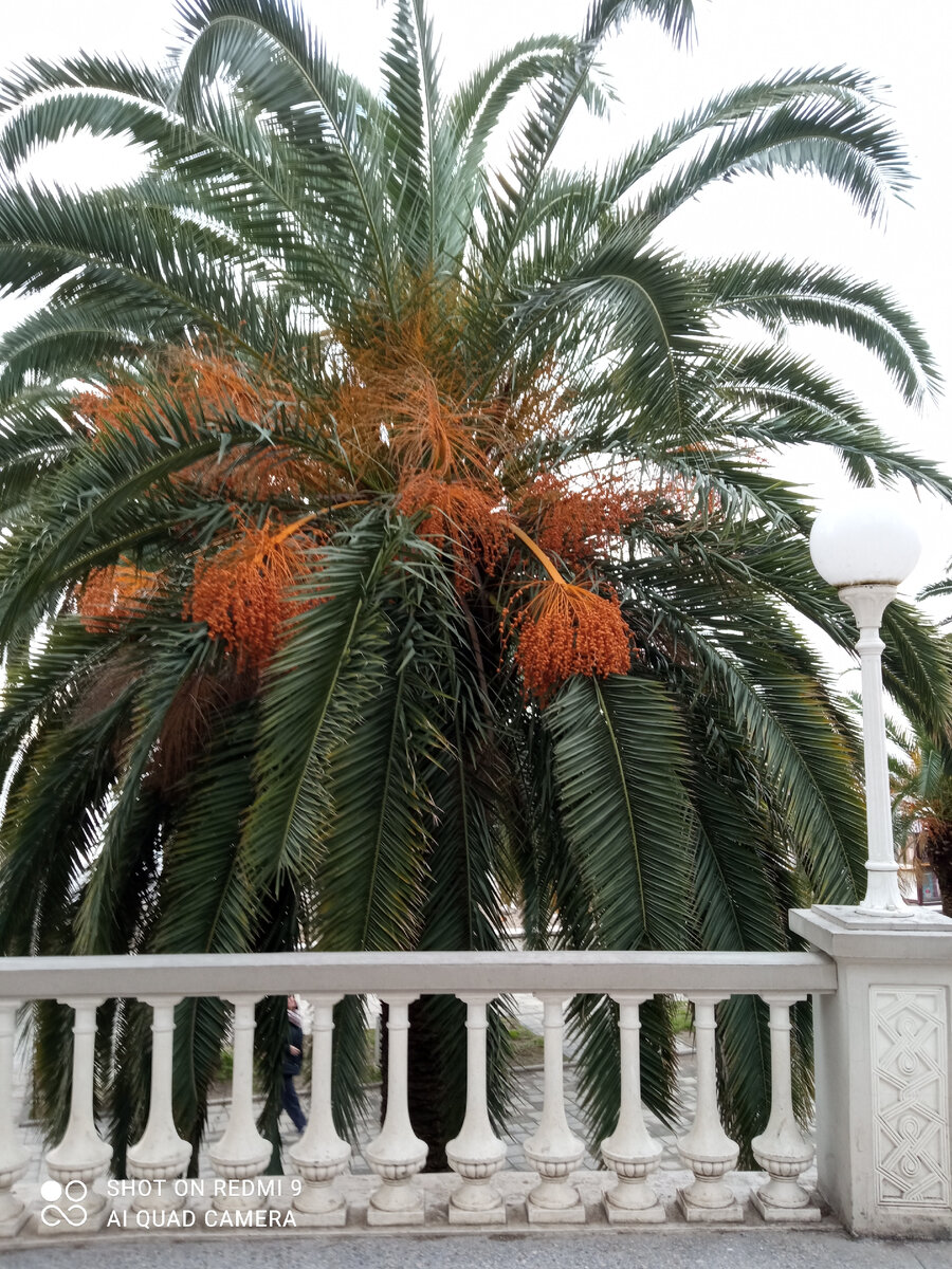 Пальма у колоннады в Гагре 