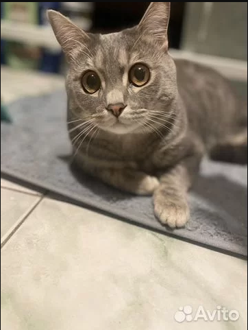 В Нижнем Тагиле (Свердловская область) на Avito продают кота за 50 миллионов рублей. Имя у питомца соответствующее – Dolce&Gabbana. В объявлении сказано, что животное “прямиком из королевского помета”. 

📷