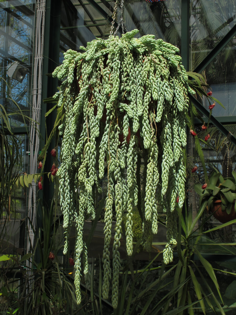 Седум морганианум - вне конкуренции и вне композиций. Фотографии в тексте - из моего фотоархива.