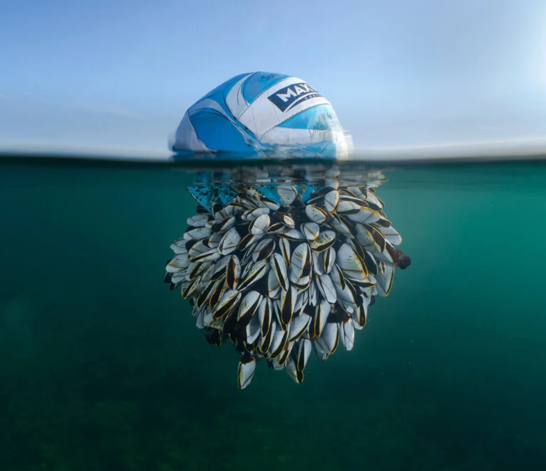    Ryan Stalker, bwpawards.org