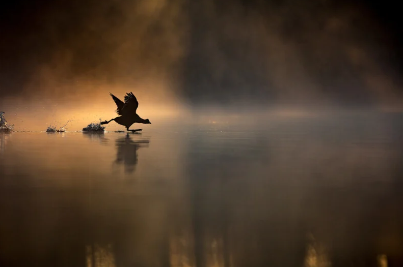    Max Wood, bwpawards.org