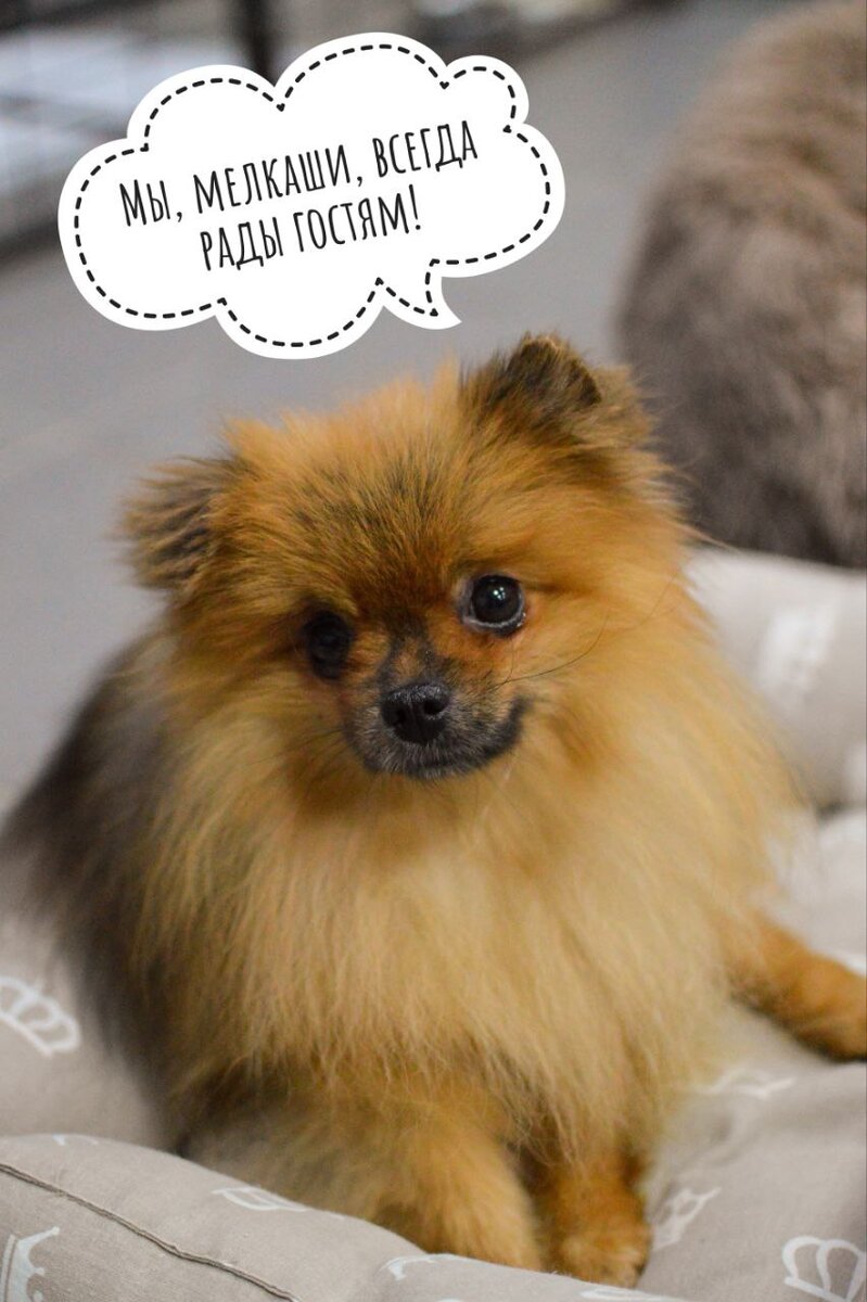 Домик мелкашей - приют для собак