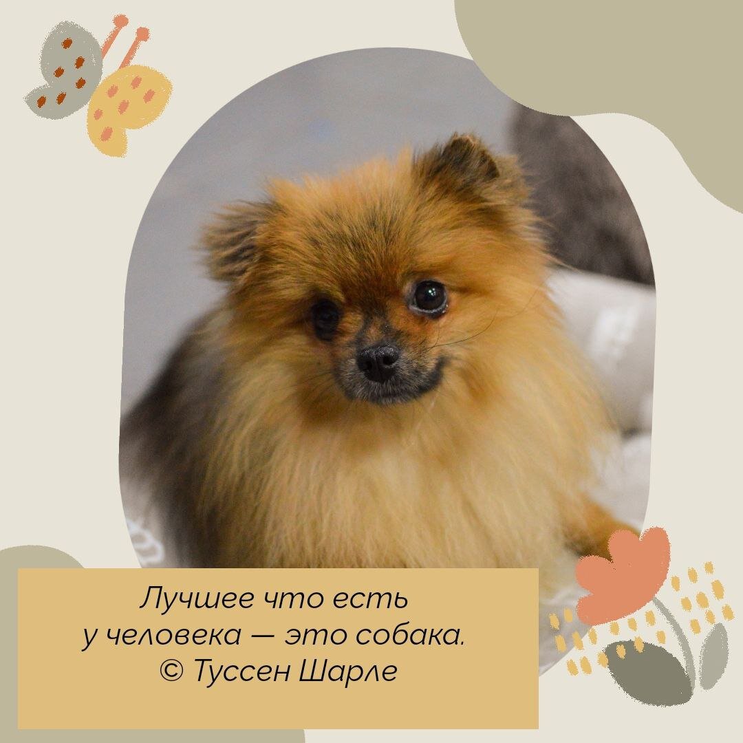 Домик мелкашей - приют для собак