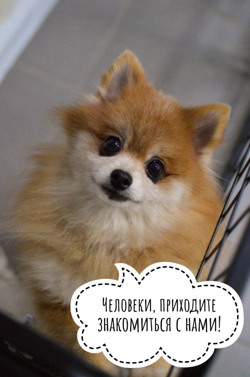 Домик мелкашей - приют для собак