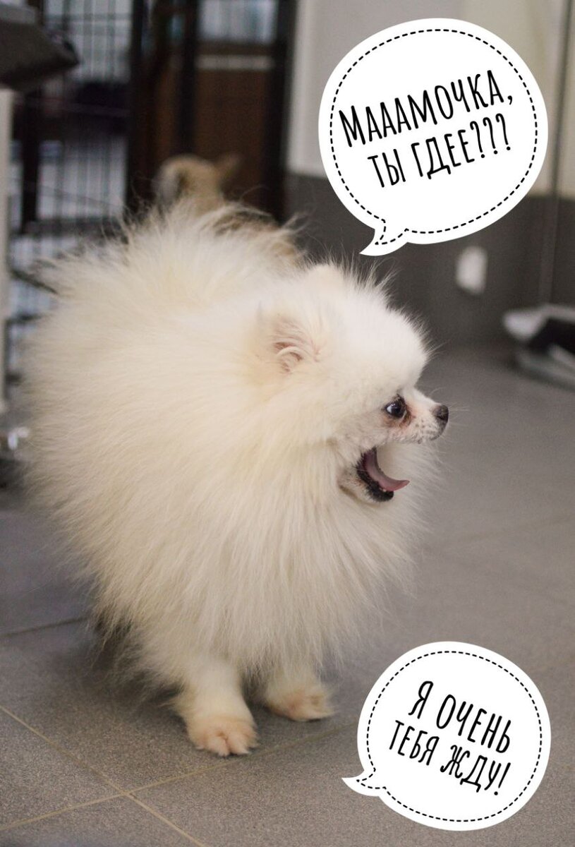 Домик мелкашей - приют для собак