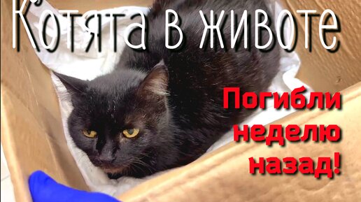 Кошка мучалась в родах несколько дней / в животе котята погибли/help save the cat