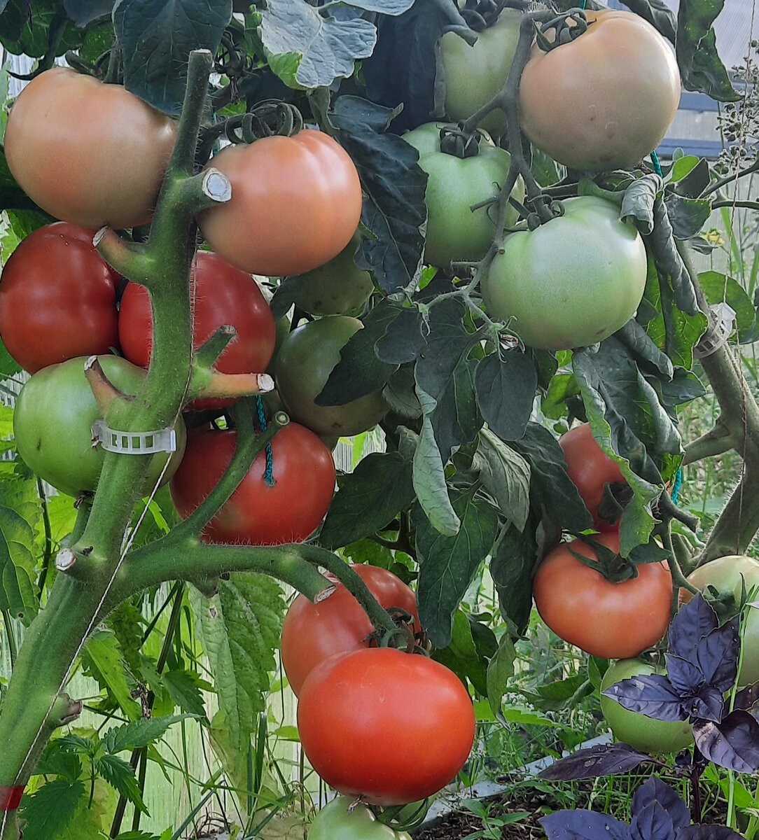 Томат "Сибирский карлик" должен был быть, наверное, он и есть.