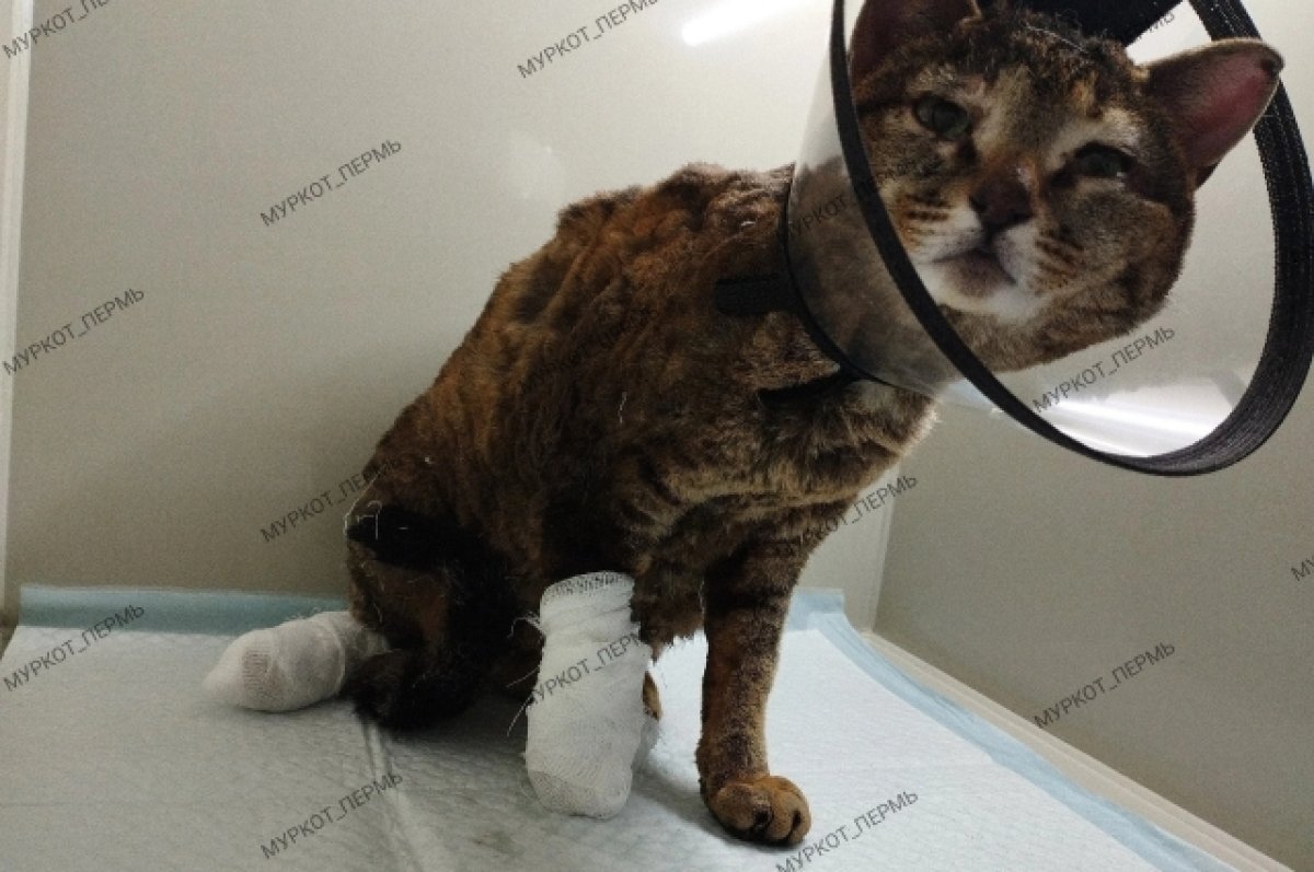    Птицефабрика в Пермском крае прокомментировала сожжение живых кошек