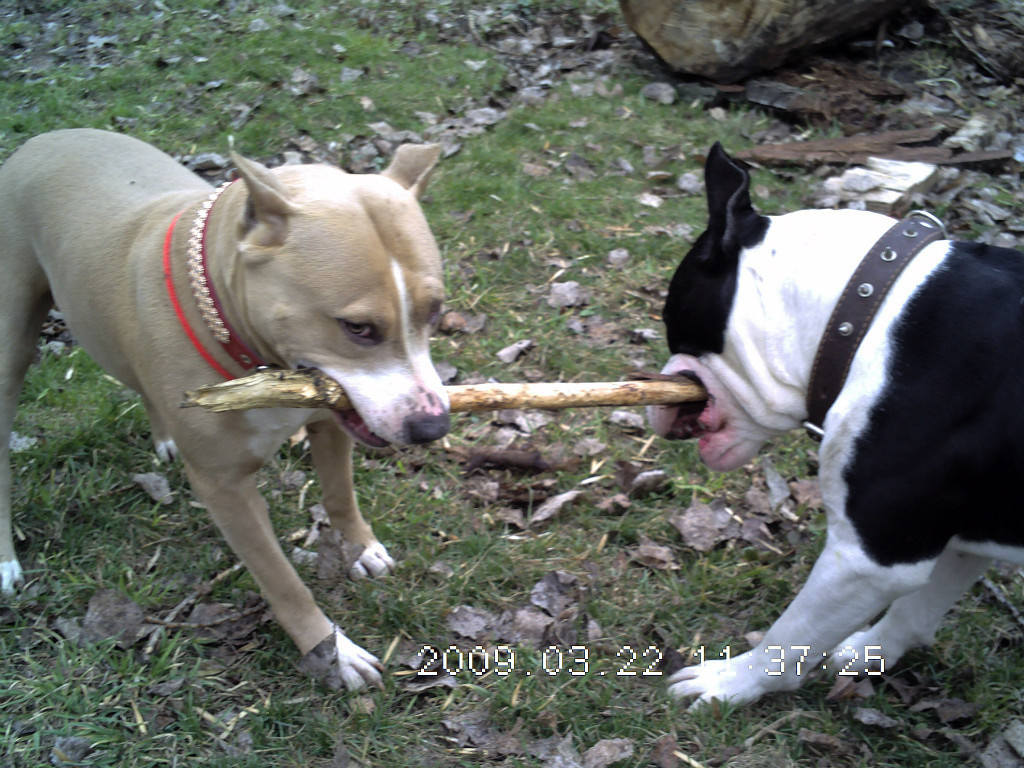 Ам. стаффы: Эрна и Каспер