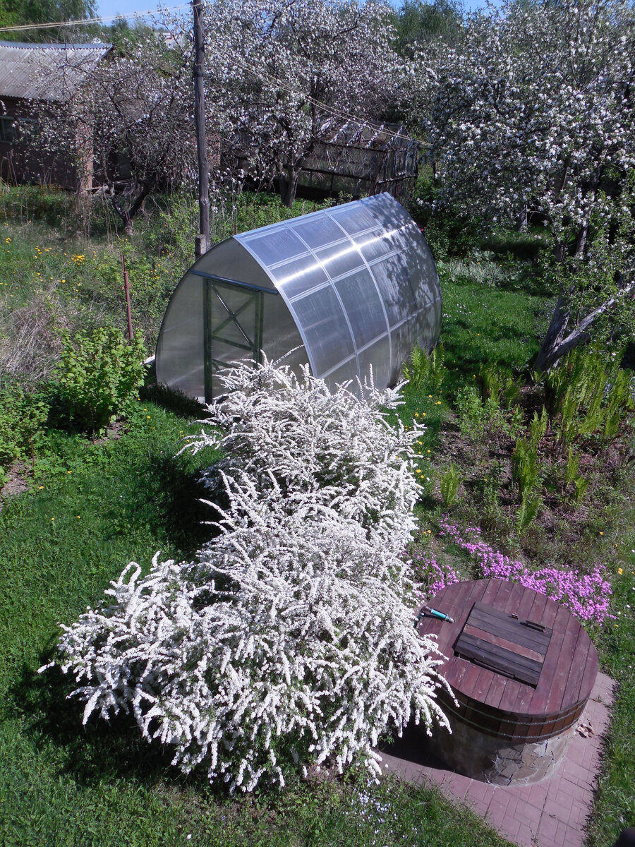 Лет 9-10 назад. Да, именно это великолепие теперь так цвести не будет. Увы...