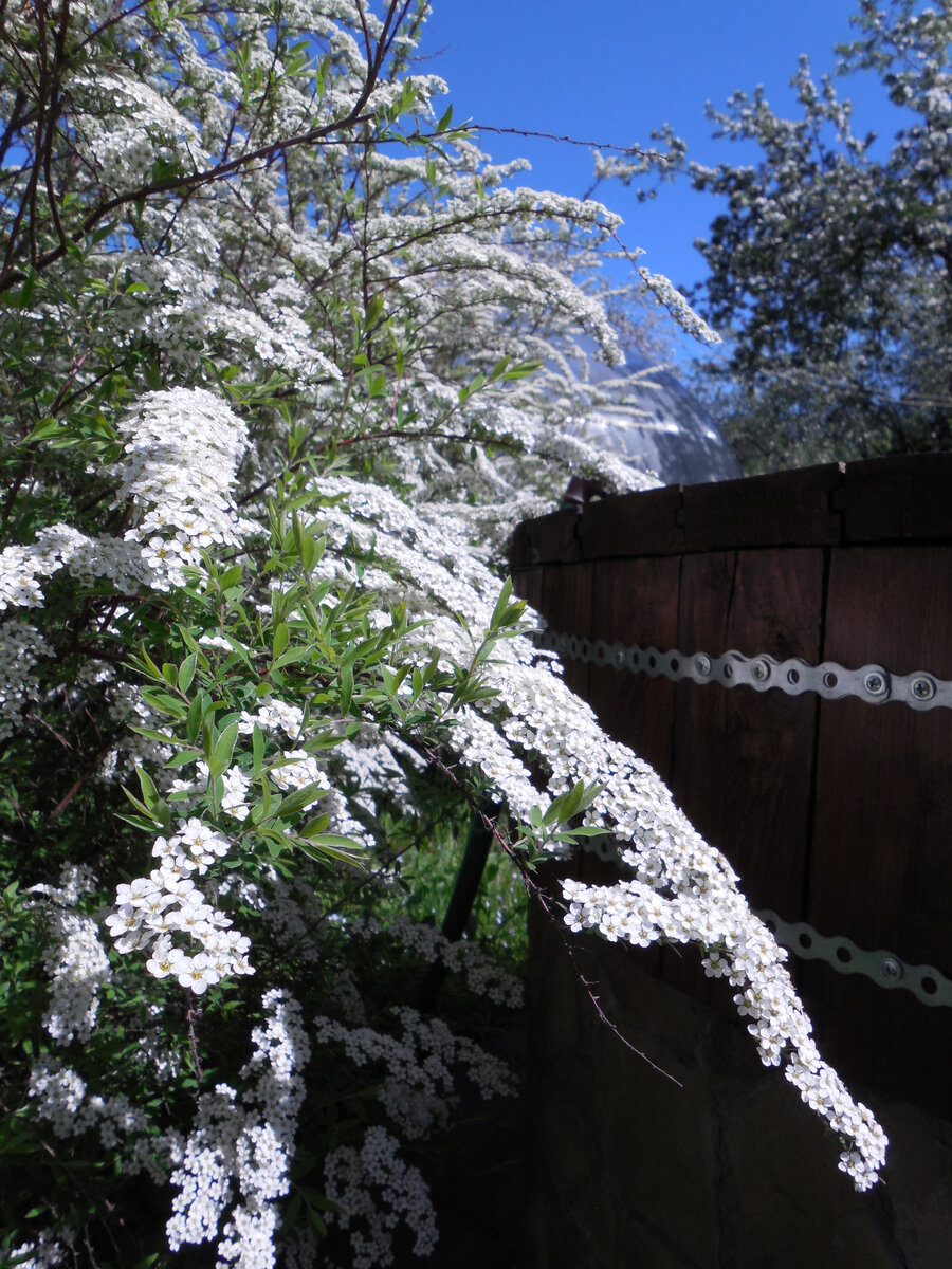 Дотянулись до колодца. Я на это не рассчитывала. Расстояние при посадке рассчитала, ориентируясь на данные в каталогах