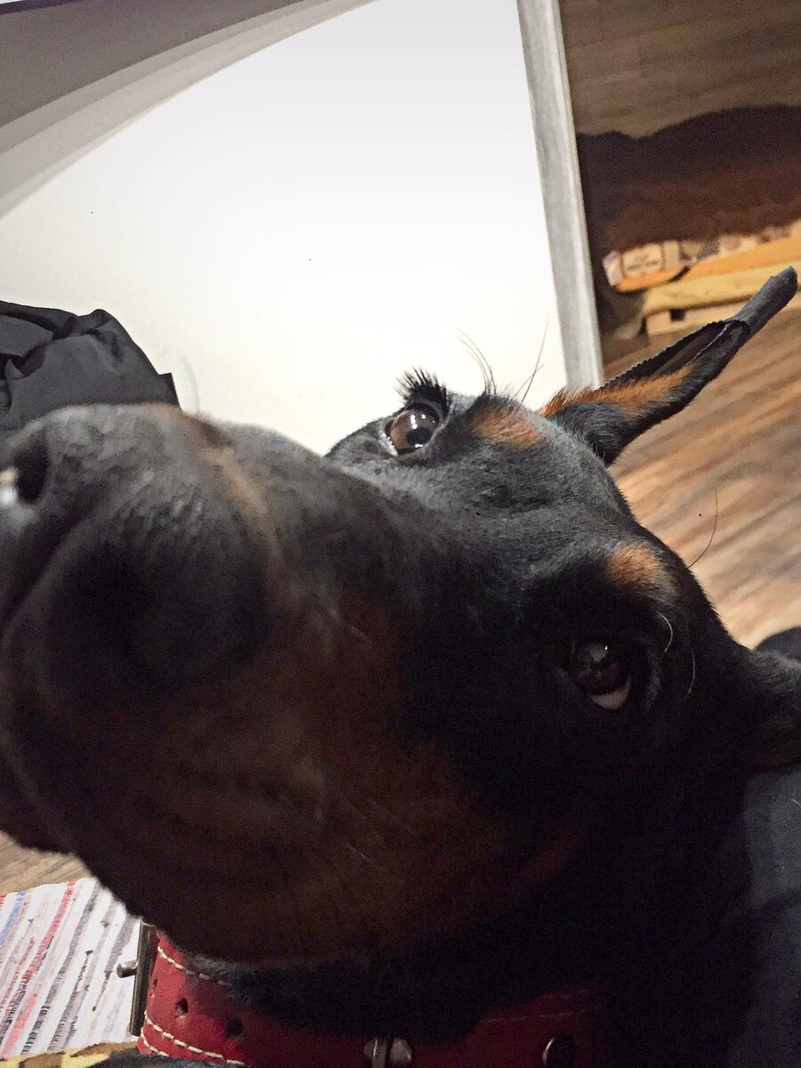 Держать тяжёлую голову добермана на руке - нелёгкое занятие. Но этот  взгляд... Духу не хватает её сбросить