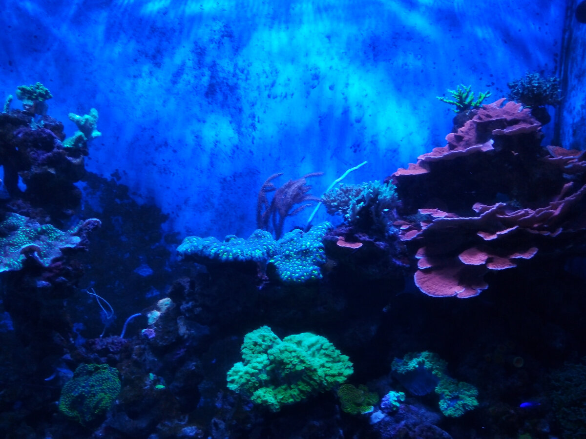 Кораллы. Океанариум в Куала-Лумпуре. 