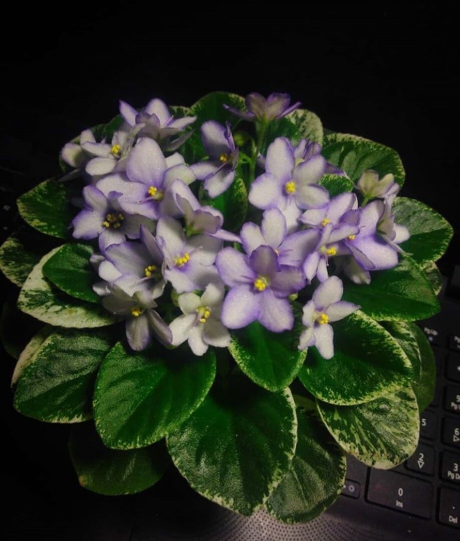 Фиалка Н-Игра в Бисер (Н. Бердникова)