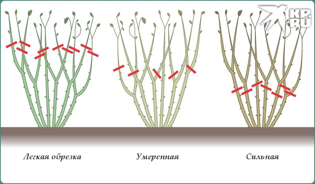 Рис. 1. Степень обрезки роз  📷
