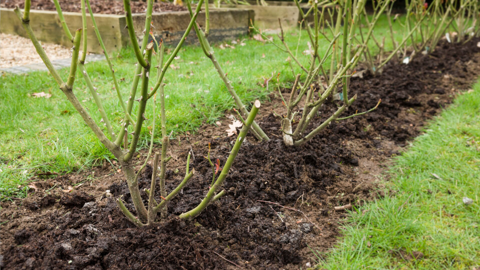 Фото: shutterstock.com