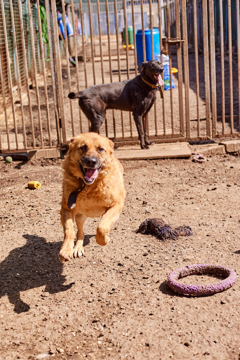 Агат и Яшма - необыкновенно яркая пара, мимо не пройдет никто.