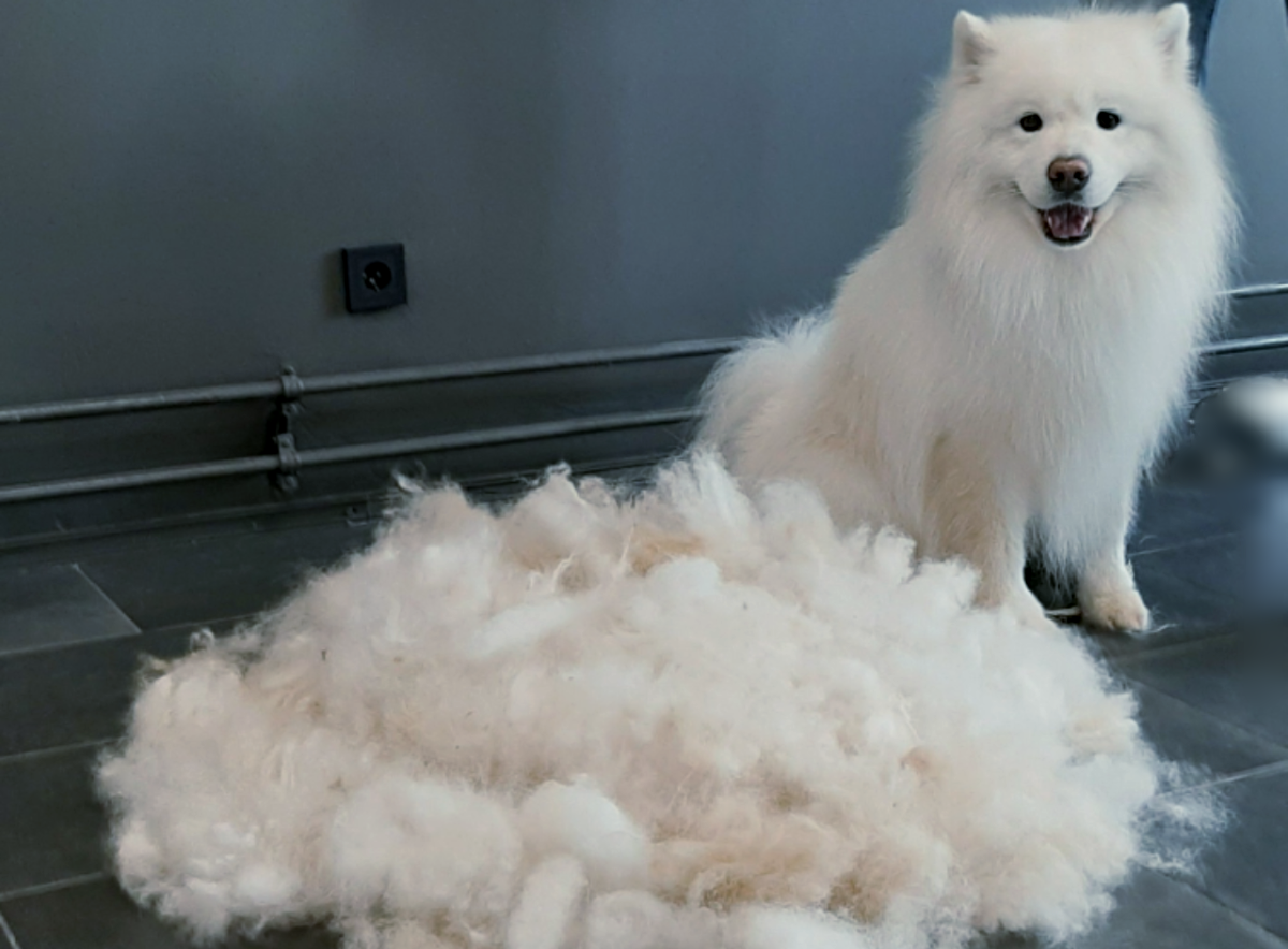 Экспресс - линька у самоедской собаки