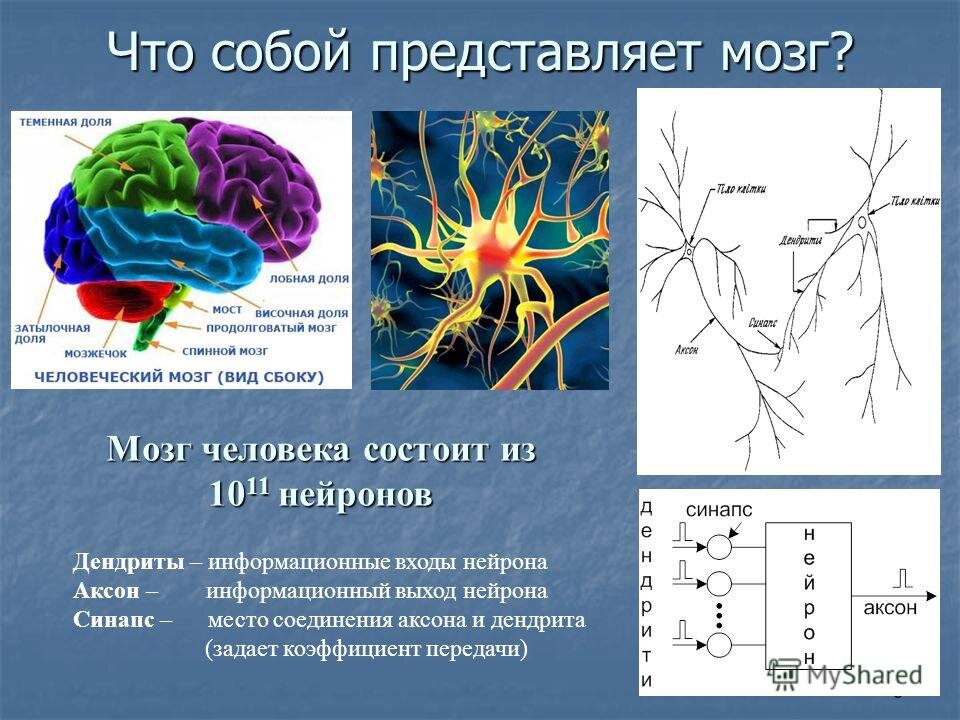 Новые нейронные связи и развития человека! | Тайны нейросетей | Дзен