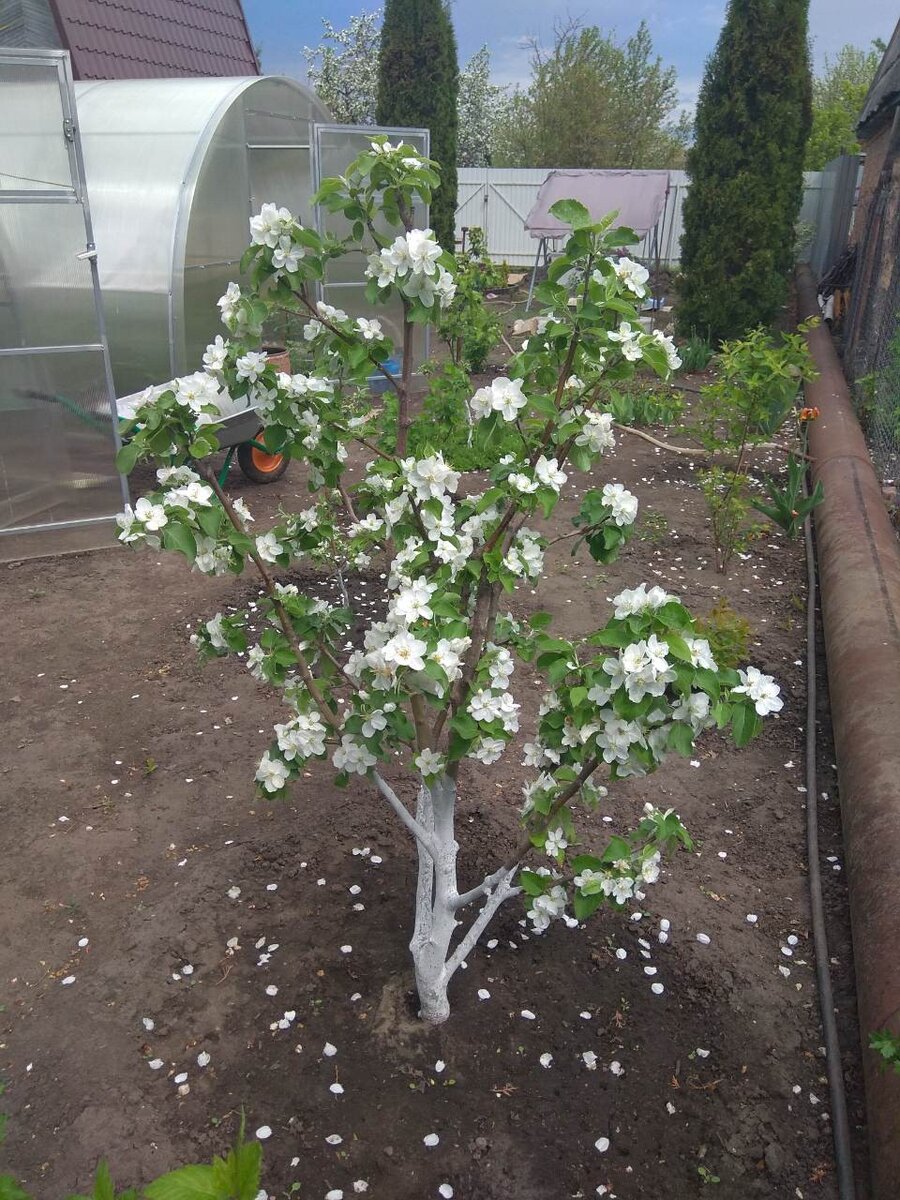 Одна из карликовых яблонь  весной 2019г.