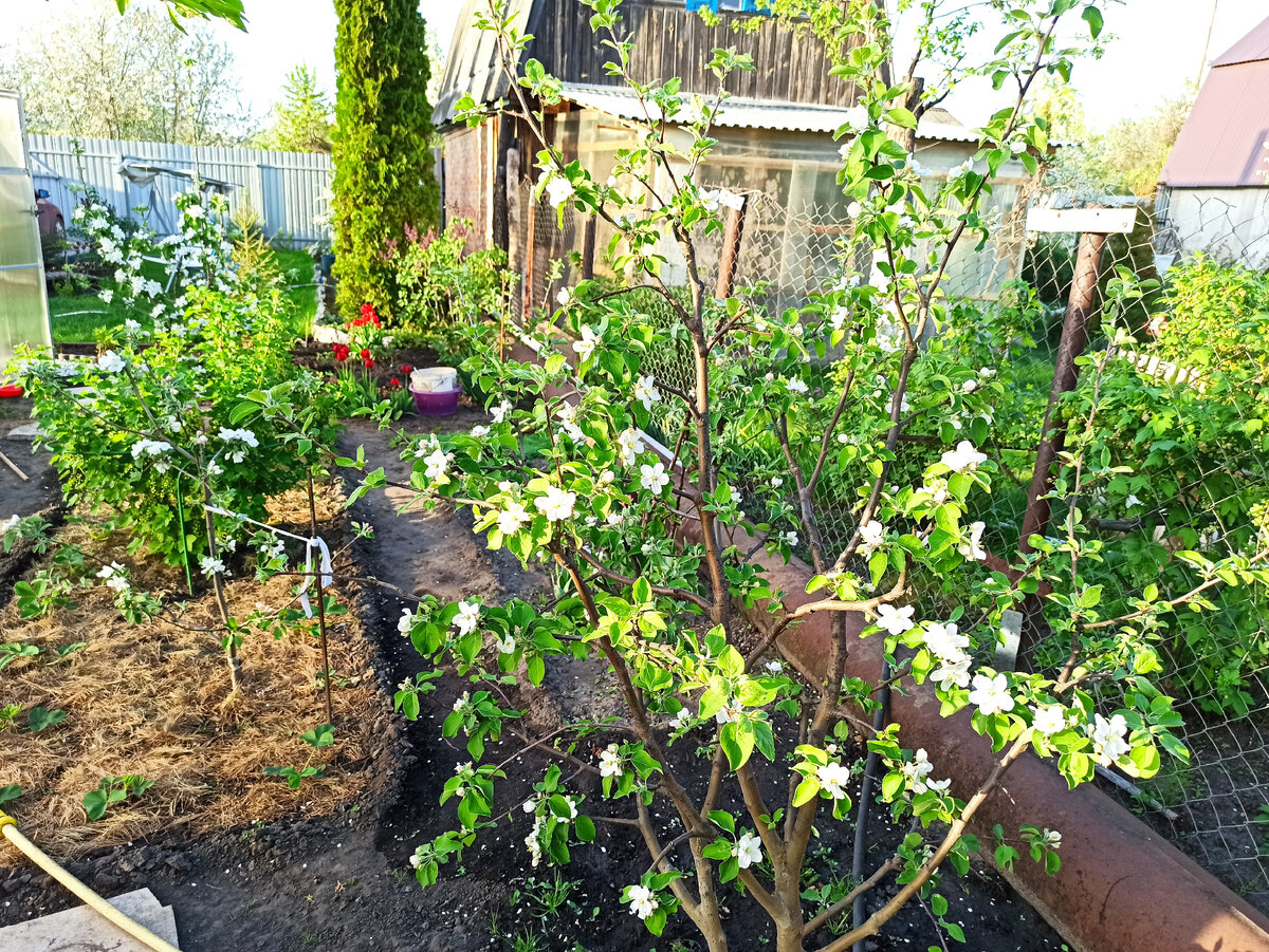 Яблоньки в 2021г., с тех пор они значительно подросли.
