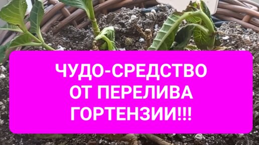 Профилактика от перелива гортензии и его лечение при помощи чудо-средства!