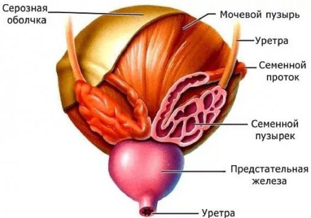 Мочевой пузырь строение расположение функции