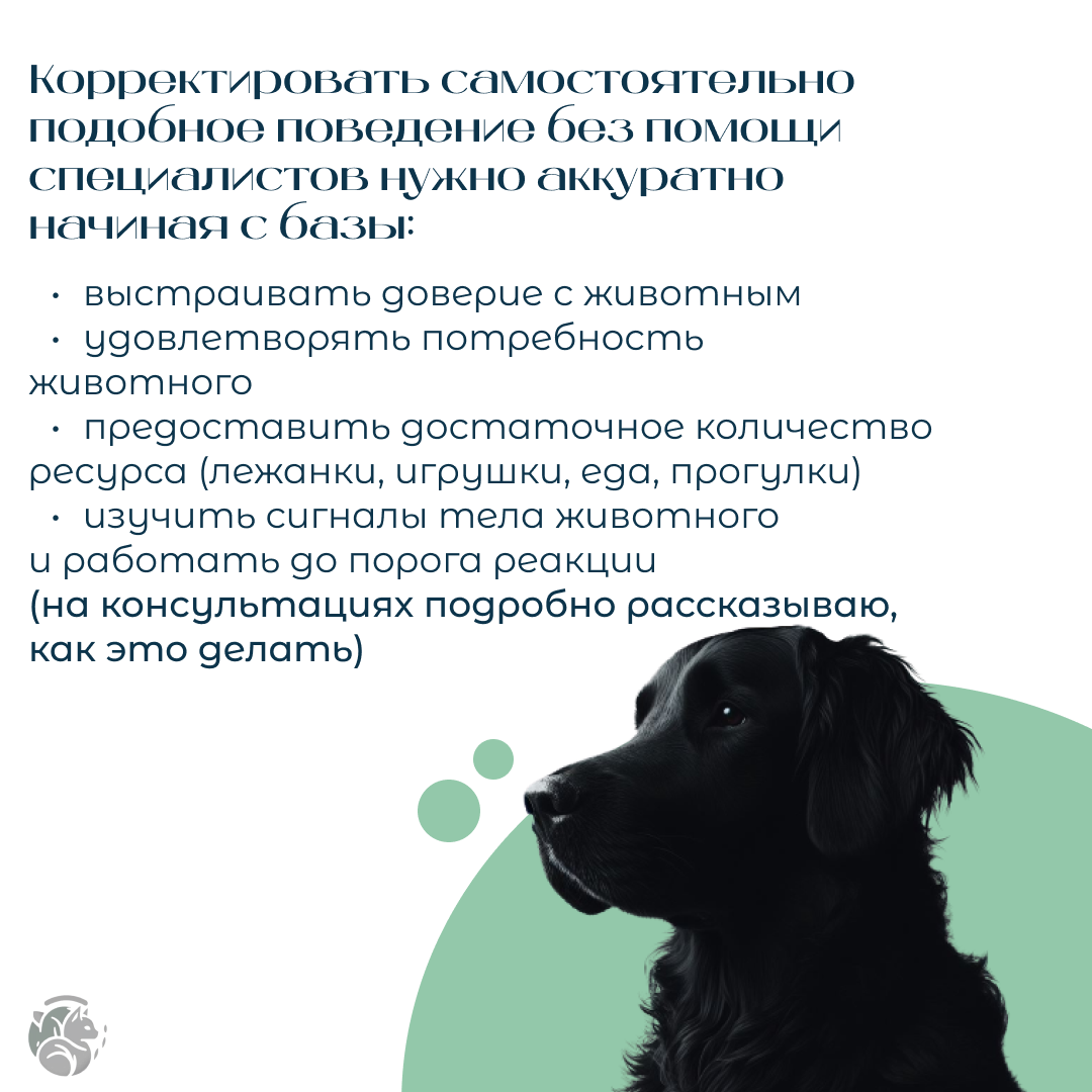 Собачья ревность или охрана ресурса? Что делать с агрессией... |  Zoopsy.Felinly | Дзен