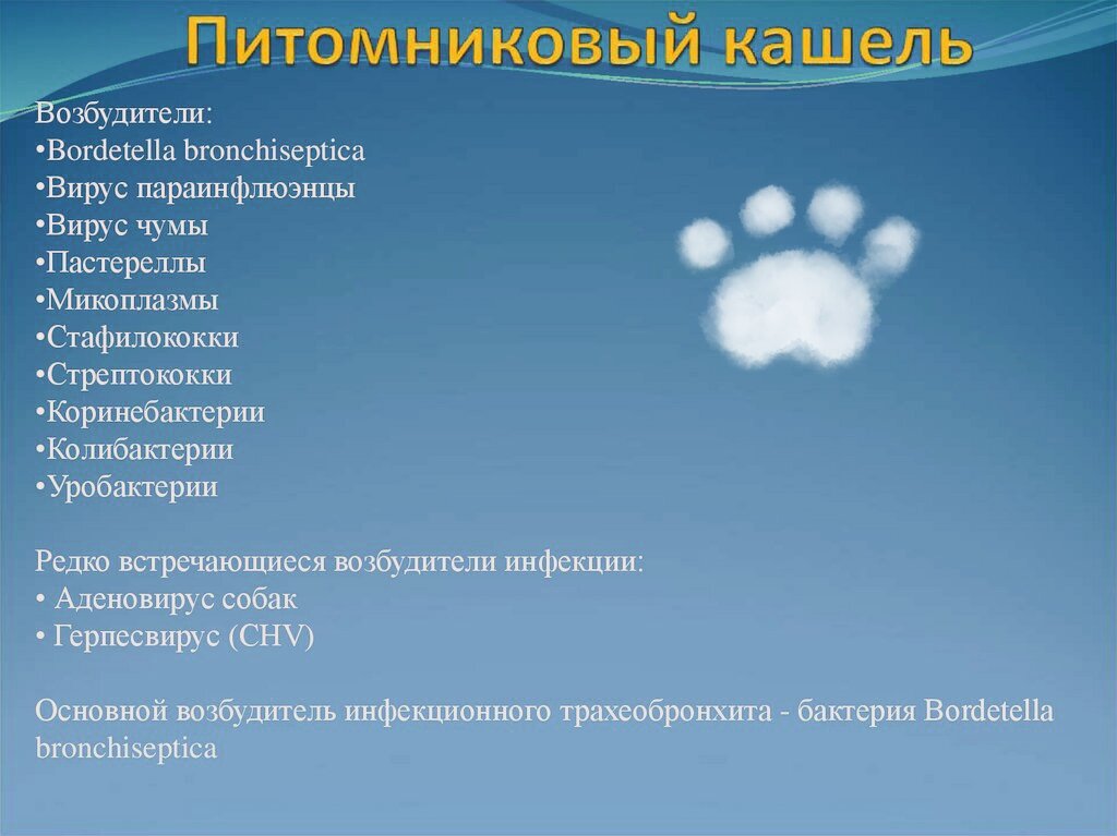 Фото из интернета в обработке автора. Вот на самую последнюю строчку обратите внимание. На наличие этой бактерии пусть у вашей собаки возьмут анализ в первую очередь. 