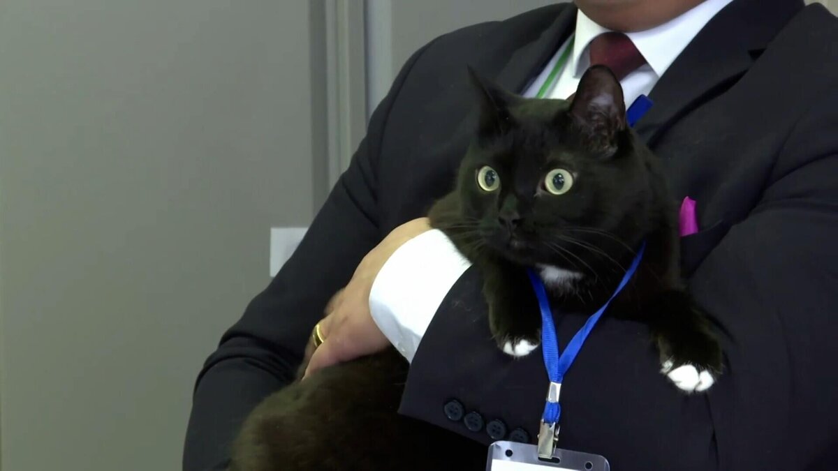    Кадр из видео